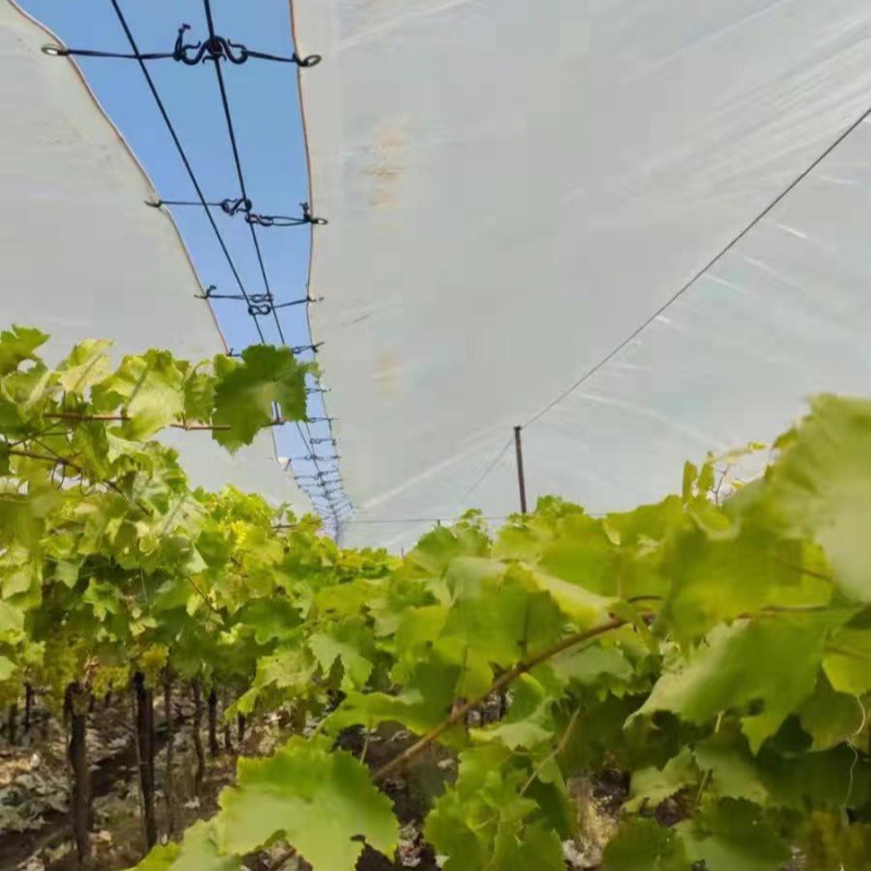 Gorchudd Glaw grawnwin