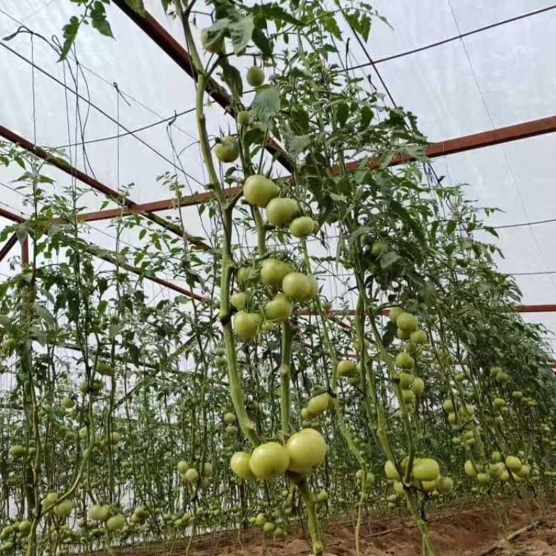 green house plastic – woven film for tomato greenhouse green house plastic – woven film for tomato greenhouse