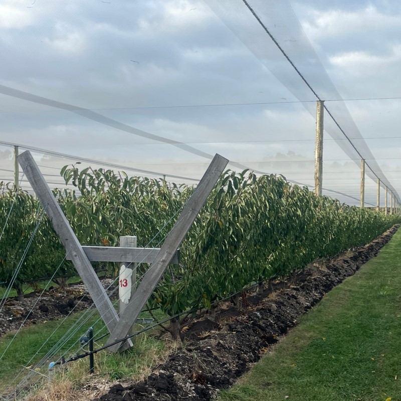 green house plastic cover – processed woven film for orchard rain protection green house plastic cover – processed woven film for orchard rain protection